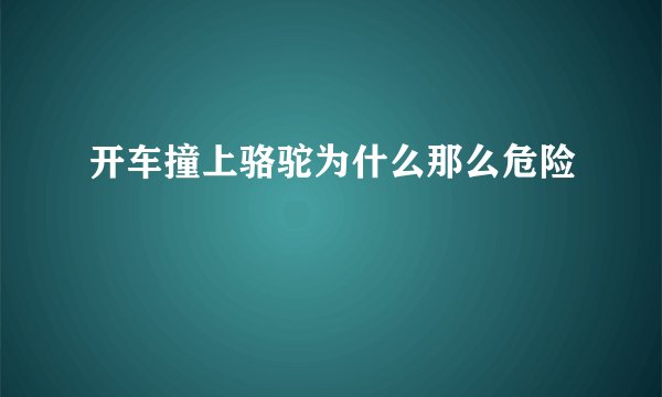 开车撞上骆驼为什么那么危险