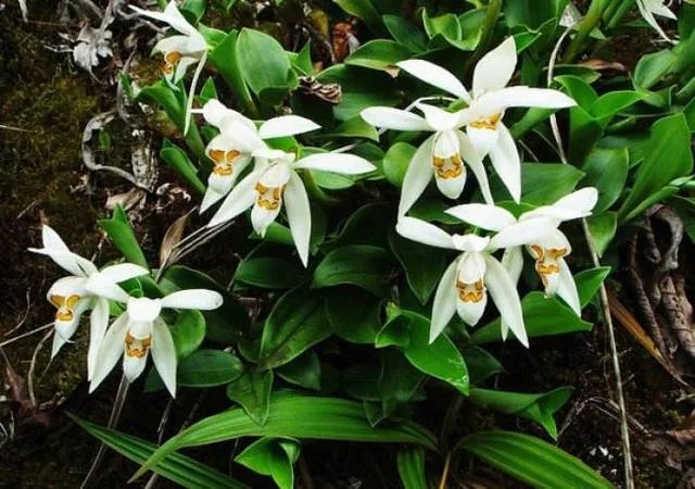 白花黄蕊是兰花什么品种？