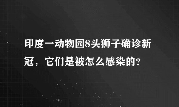 印度一动物园8头狮子确诊新冠,它们是被怎么感染的?
