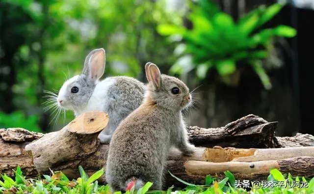 2019年养殖兔子赚钱吗？养殖1000只兔子一年的利润多少？