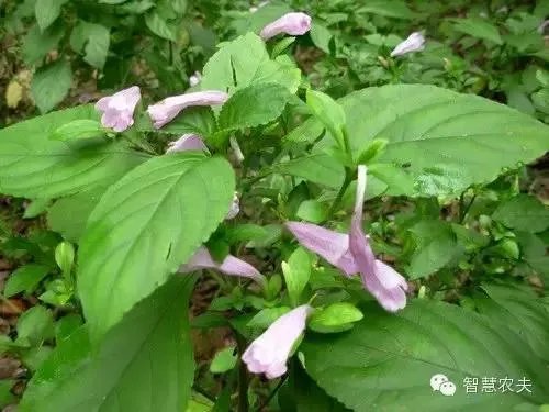 现在种植什么药材能够赚钱?