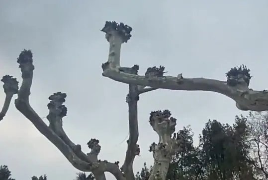 2021314众多情侣打卡的连理枝在哪里?