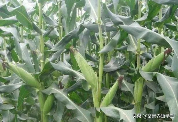 受疫情影响,已有国家禁止出口粮食,你怎么看?