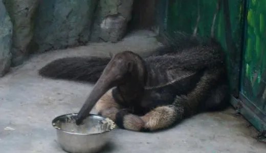 四只南美洲大食蚁兽落户郑州是真的吗?