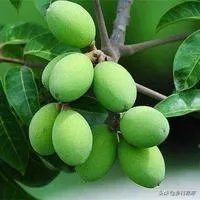 橄榄树掉果了怎么办?