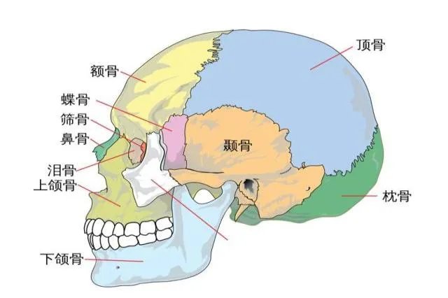 头的部位名称示意图