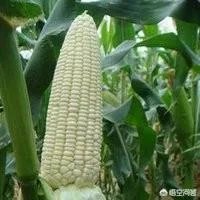 在忻州种什么品种的玉米比较好?