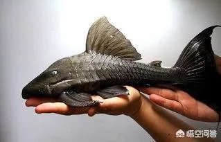 蓝眼皇冠豹好看吗?有哪些特征?