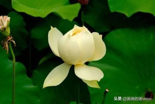 莲的种类？