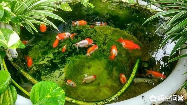 宠物鱼是不是很难养活,我想养一些宠物鱼卖?