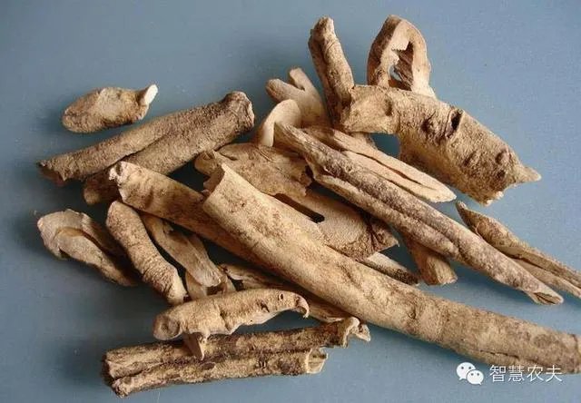 现在种植什么药材能够赚钱?