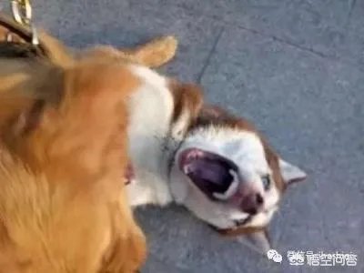 韩球迷嘲讽国足：一直被我们按着摩擦，连越南都不如！对此你怎么看？