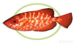 黑鳍牛目鲷是夜行鱼吗?这种鱼有什么习性吗?