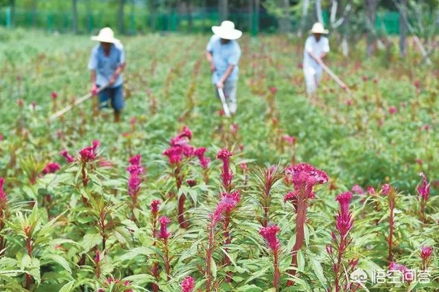 现在种植什么药材能够赚钱?