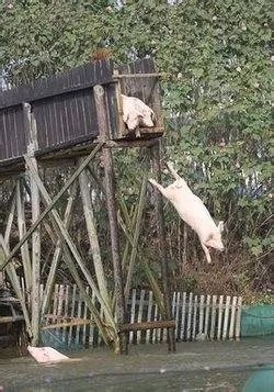 跳水猪的跳水详情