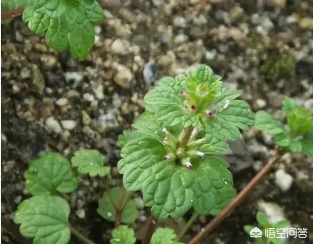 现在种植什么药材能够赚钱?