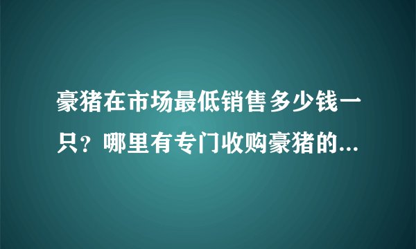 豪猪在市场最低销售多少钱一只?哪里有专门收购豪猪的地方?大神们帮帮忙