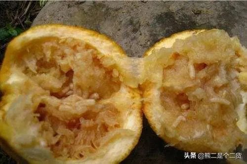 怎么防治柑橘病虫害?