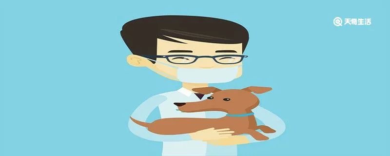 狗狗的汗腺在身上哪个部位