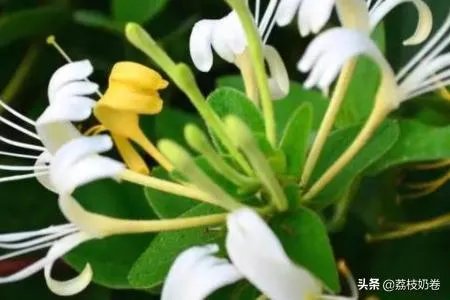如何制作金银花茶,金银花茶的制作?