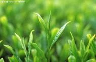 有些人可能担心茶叶上的农药残留？