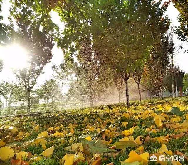 摄影是艺术吗?