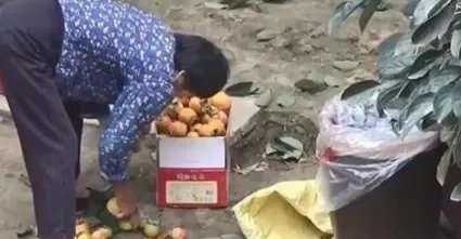 母亲摘140斤柿子送儿子返程,这是一种怎样的母爱?