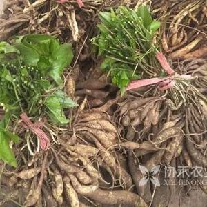现在种植什么药材能够赚钱?