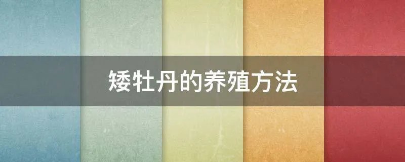 矮牡丹的养殖方法