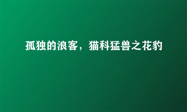 孤独的浪客，猫科猛兽之花豹