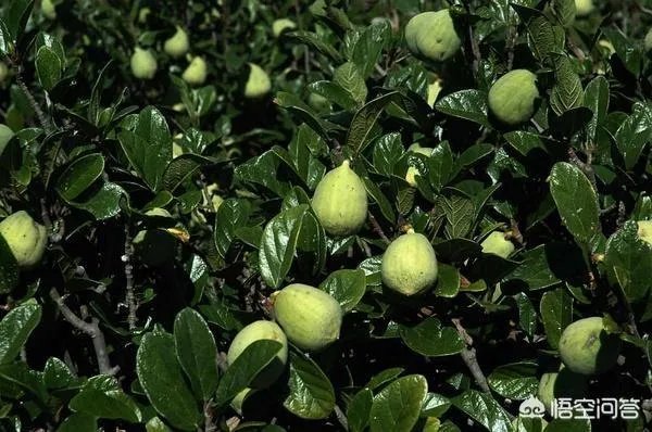 现在种植什么药材能够赚钱?