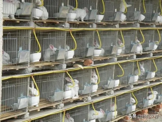 2019年养殖兔子赚钱吗？养殖1000只兔子一年的利润多少？