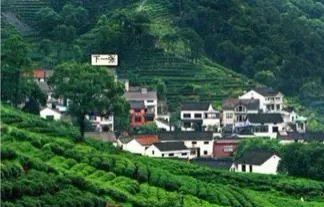 杭州的龙井茶有什么特色?