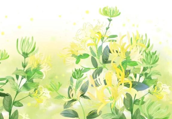 忍冬花又被称为金银花是因为是什么 忍冬花为什么又被叫做金银花