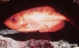 黑鳍牛目鲷是夜行鱼吗?这种鱼有什么习性吗?