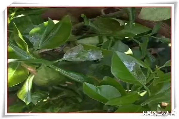 怎么防治柑橘病虫害?