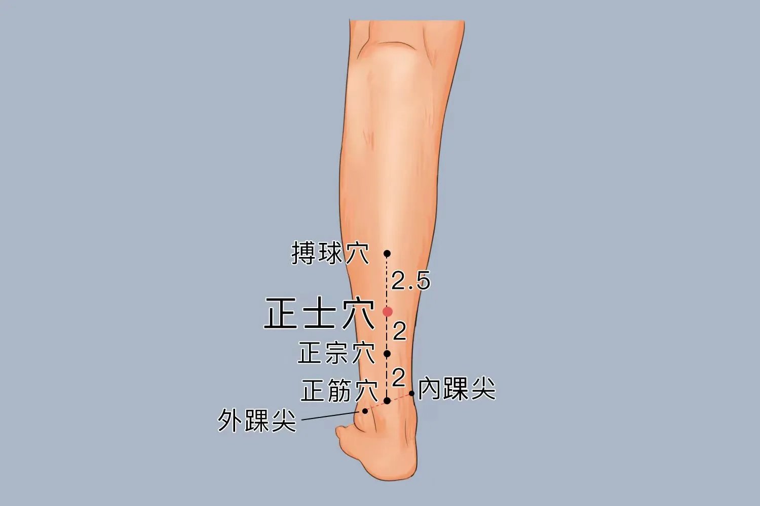 正筋正宗正士的准确位置图和作用