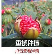 现在种植什么药材能够赚钱?
