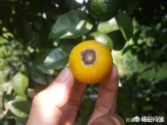 怎么防治柑橘病虫害?