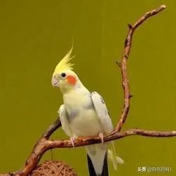 在500元以内养什么动物赚钱？
