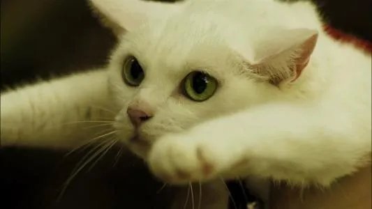 继承了“老佛爷”遗产的那只猫,如今生活的怎么样了?
