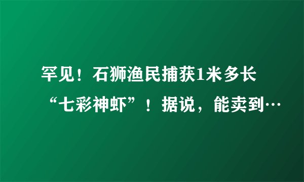 罕见！石狮渔民捕获1米多长“七彩神虾”！据说，能卖到…