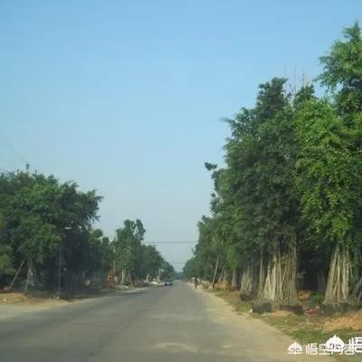 漳州市漳浦县沙西镇为什么被称为中国榕树盆景之乡?