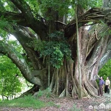 漳州市漳浦县沙西镇为什么被称为中国榕树盆景之乡?