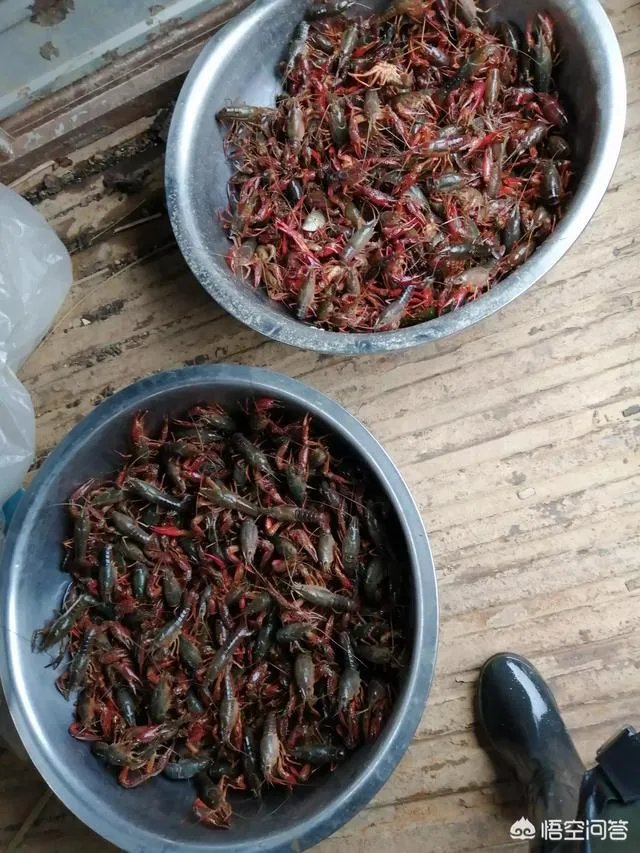 今后3年内,对于小龙虾养殖户来说,所要面对的市场风险与机遇有哪些?