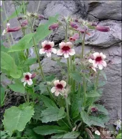 现在种植什么药材能够赚钱?
