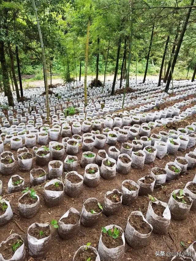 现在种植什么药材能够赚钱?