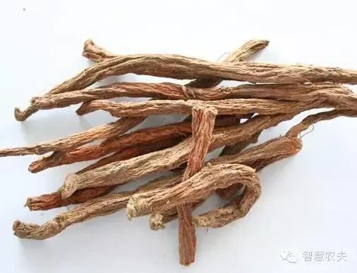 现在种植什么药材能够赚钱?