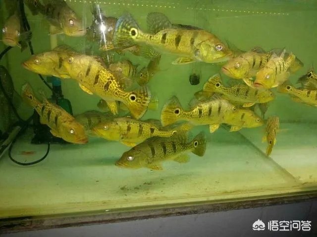 宠物鱼是不是很难养活,我想养一些宠物鱼卖?