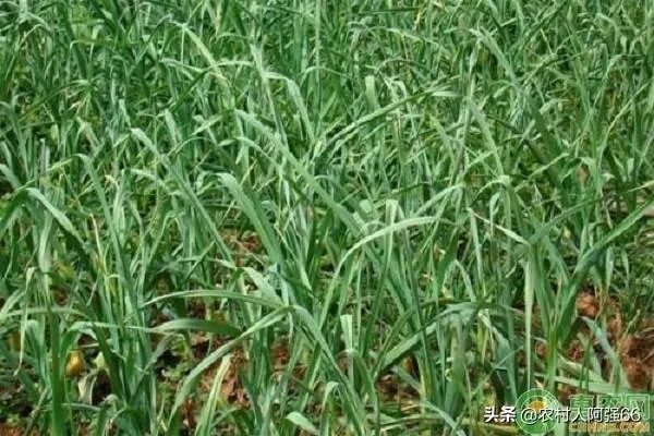 青蒜种植需要注意哪些事项?